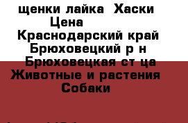 щенки лайка- Хаски › Цена ­ 3 500 - Краснодарский край, Брюховецкий р-н, Брюховецкая ст-ца Животные и растения » Собаки   